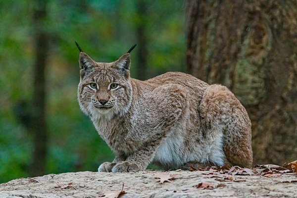 Comment organiser un camping pour observer les lynx ibériques en Espagne?