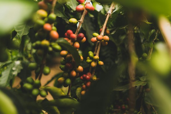 Comment organiser une visite des plantations de café en Colombie sans guide ?
