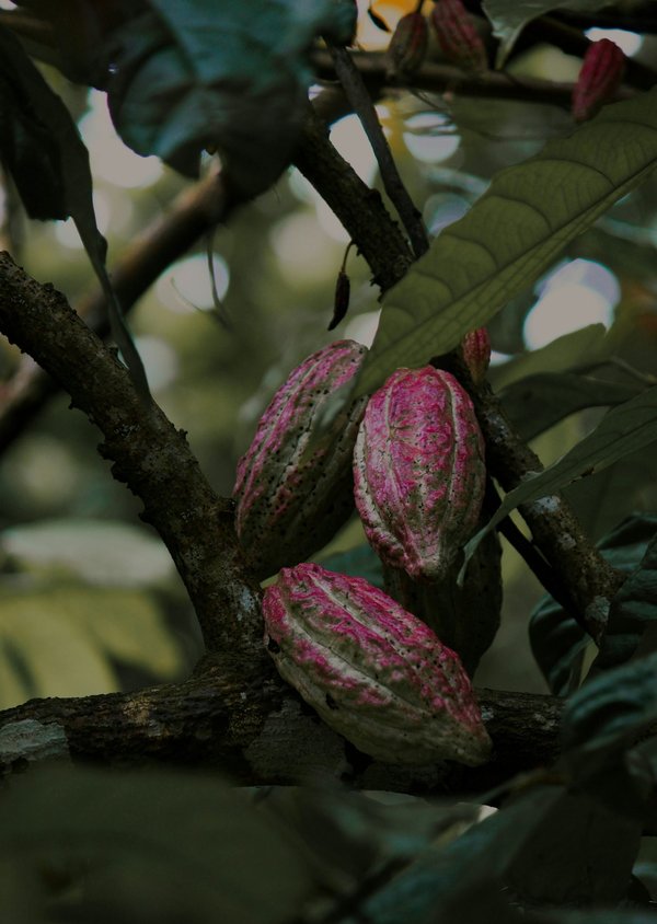 Comment organiser une visite des plantations de cacao en Côte d'Ivoire?